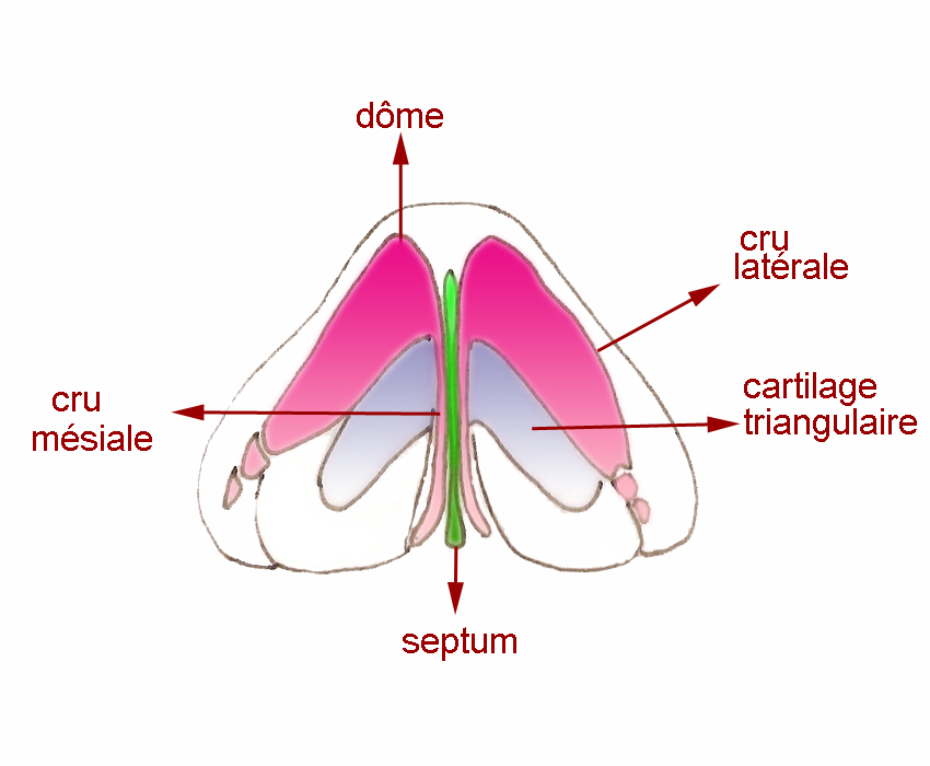 anatomie-basealaire-pointe-narine-rhinoplastie-chirurgie-esthetique