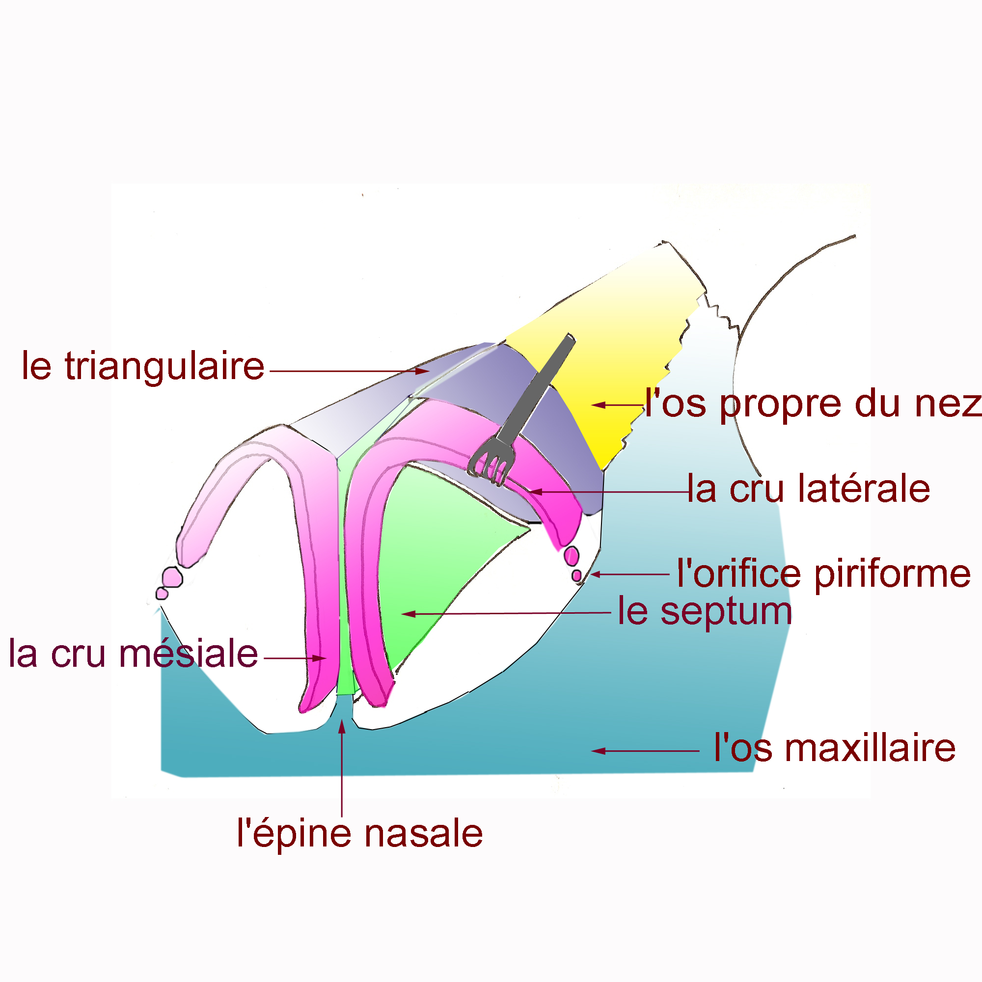 anatomie-nez-grand-maxillaire-rhinoplastie-chirurgie-esthetique