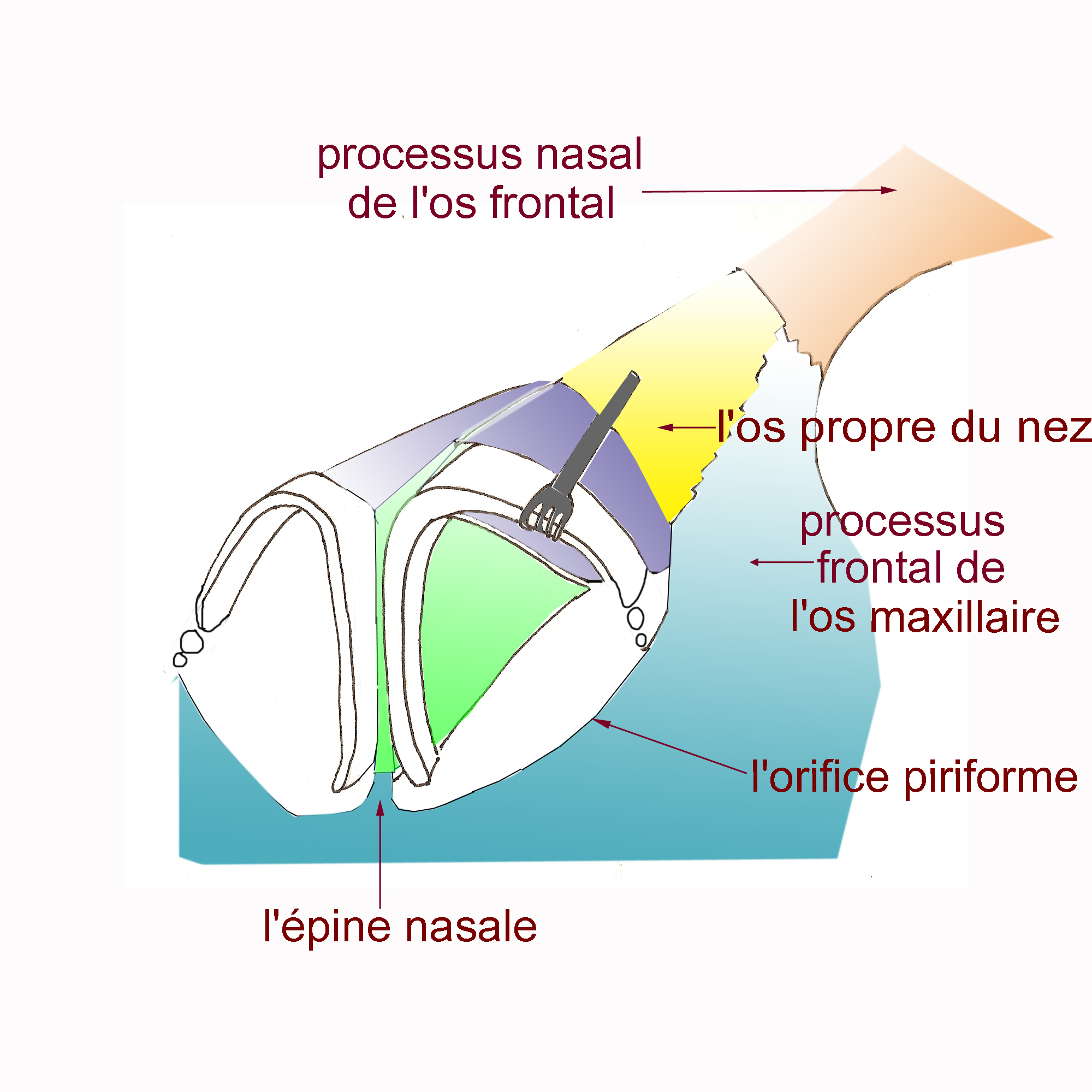 Anatomie os nez chirurgie plastique