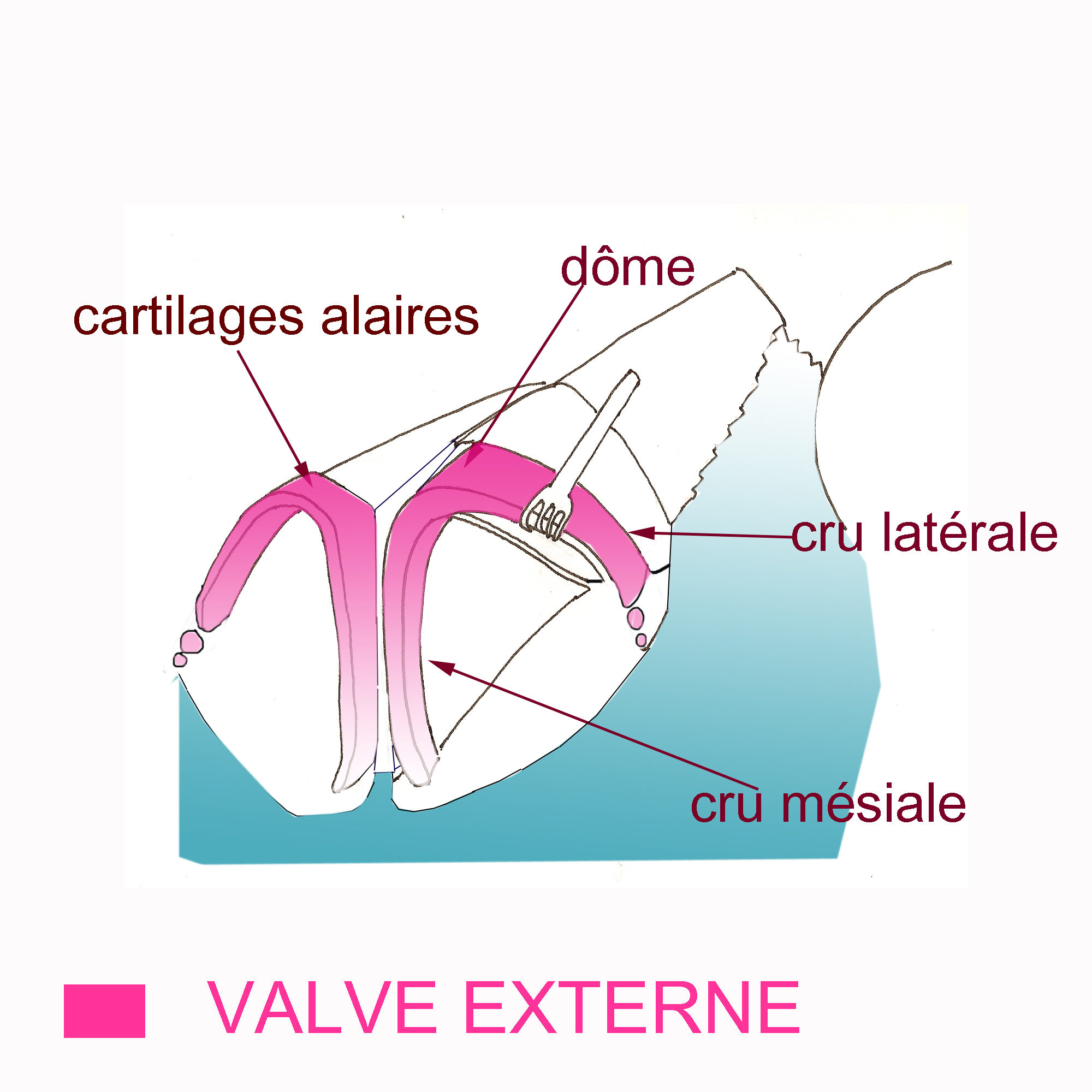 valve-externe-nez-rhinoplastie-chirurgie-esthetique