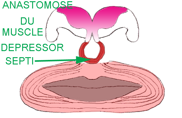 depressor-septi-anastomose-chirurgie-esthetique-rhinoplastie