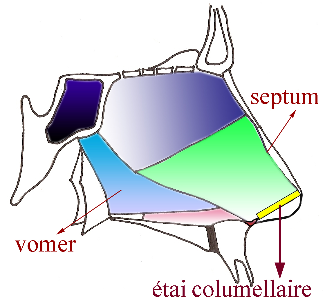 etai-columellaire-chirurgie-esthetique