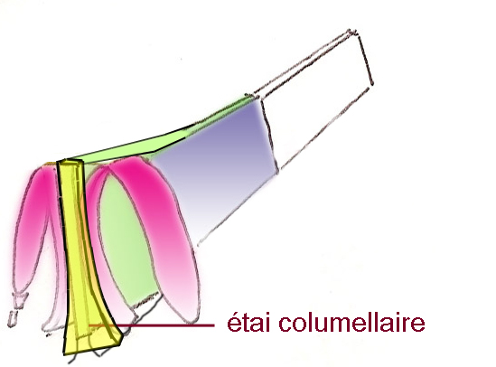 etai-columellaire-nez-asiatique-chirurgie-esthetique