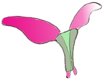 greffon-bouclier-pointe-nez-chirurgie-esthetique-rhinoplastie