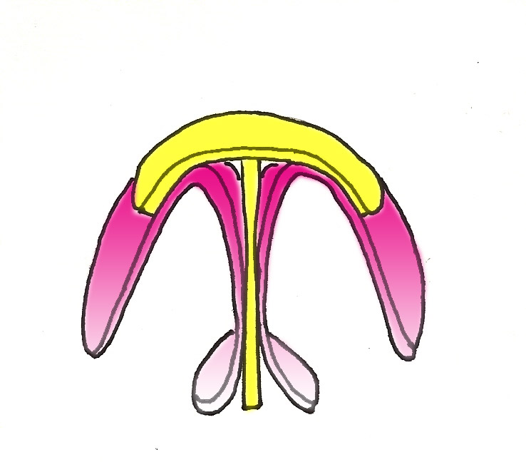 greffon-parapluie-pointe-nez-chirurgie-esthetique-rhinoplastie