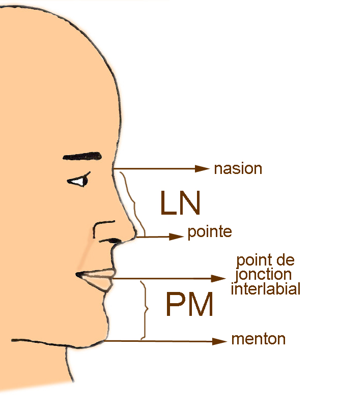 longueur-nez-idéale-chirurgie-esthétique-nez