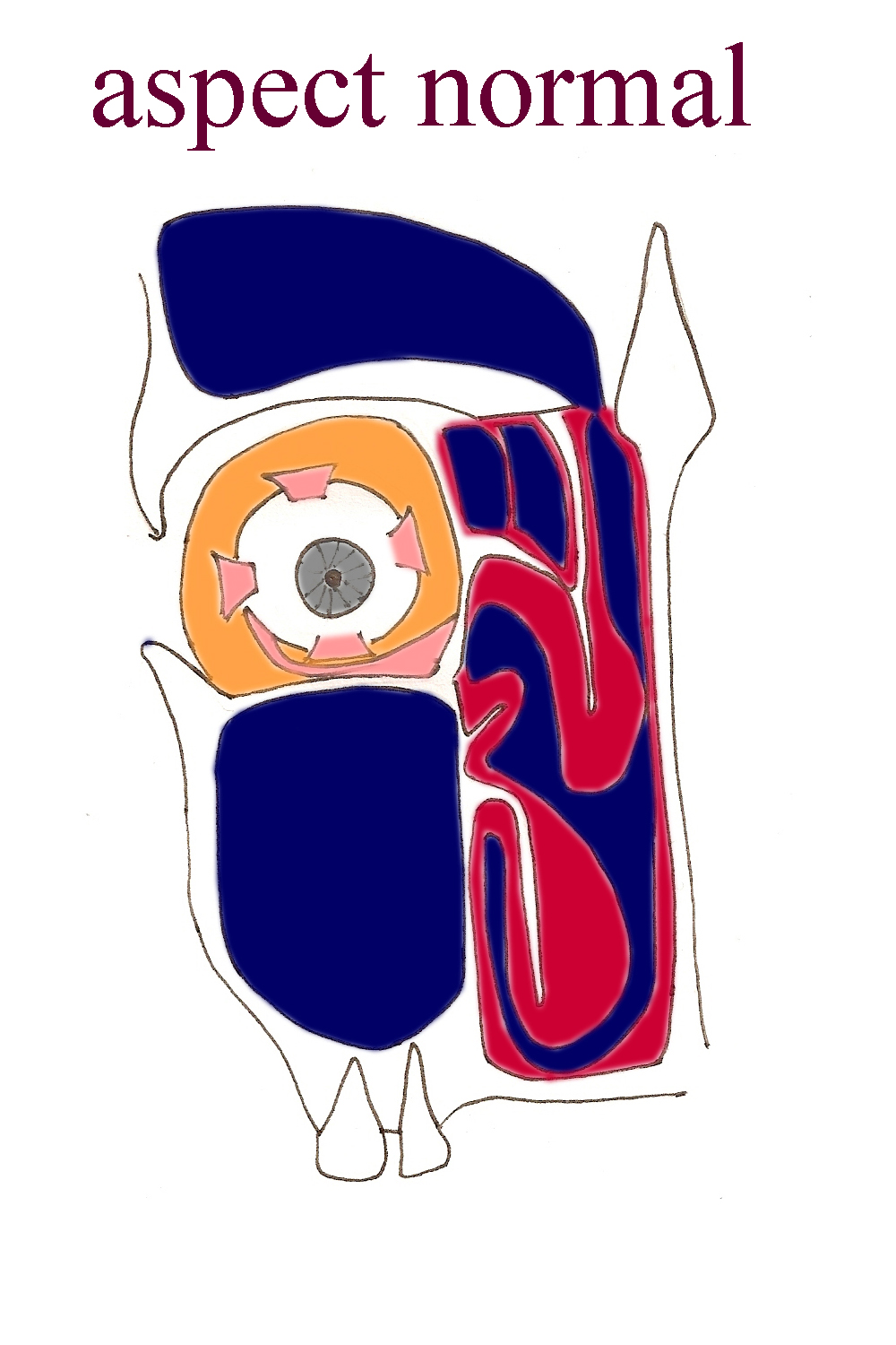 sinus-normal-obstruction-nasale-nez-bouche