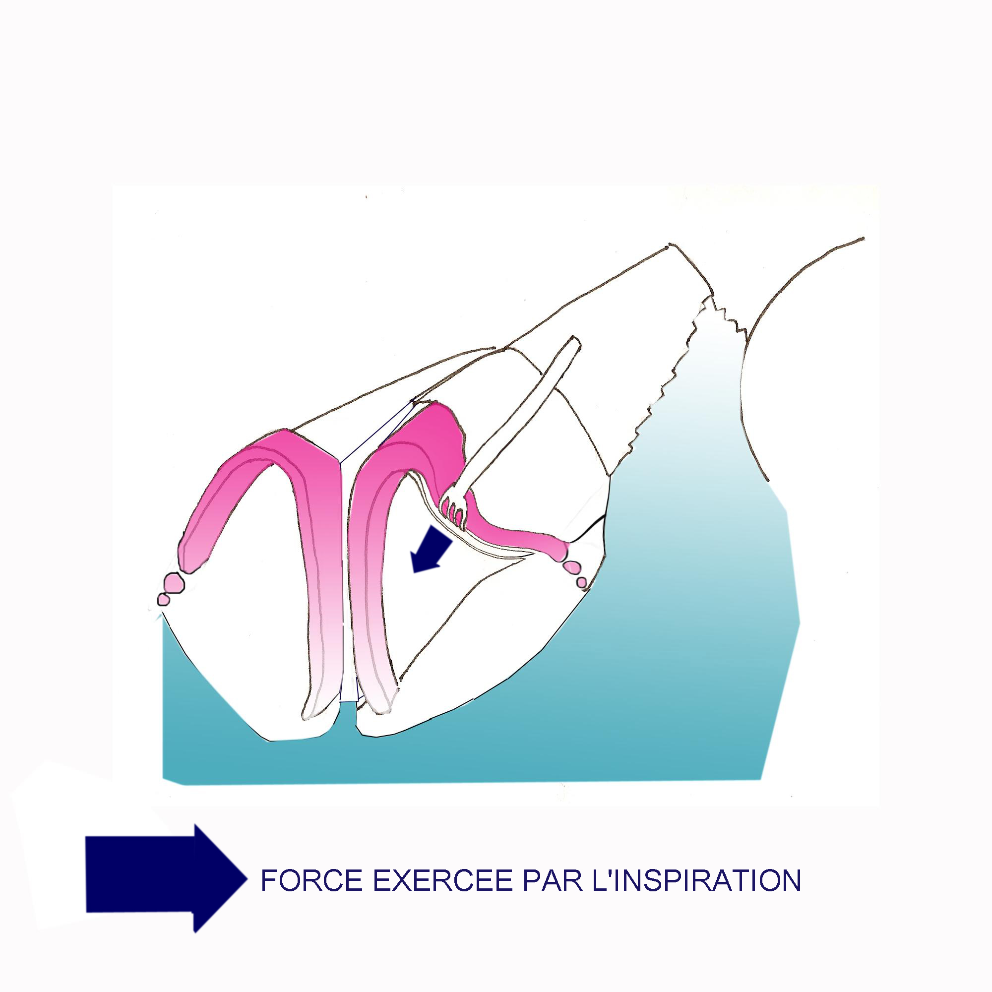valve-externe-obstruction-nasale-rhinoplastie-chirurgie-esthetique