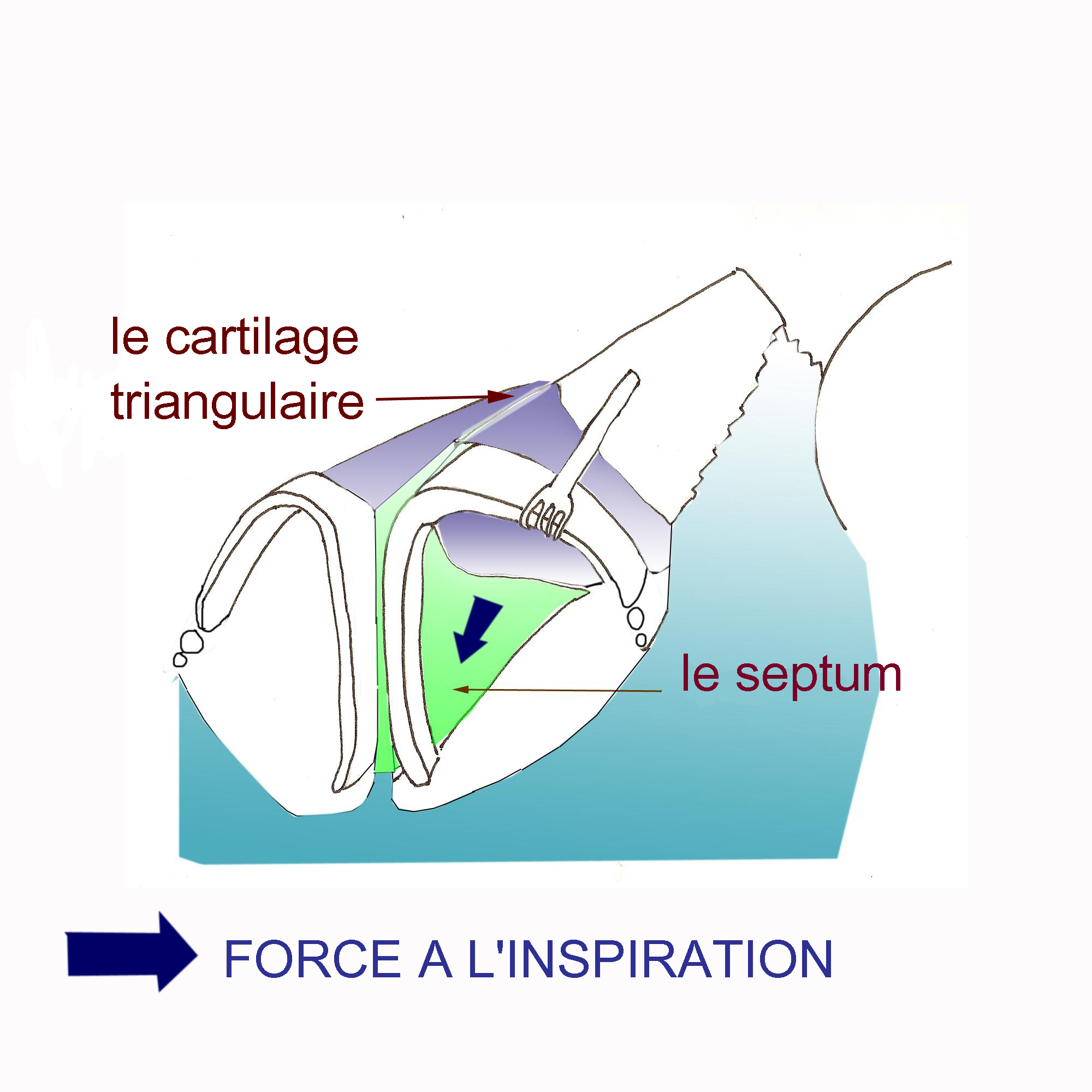 valve-interne-anatomie-rhinoplastie-chirurgie-esthetique